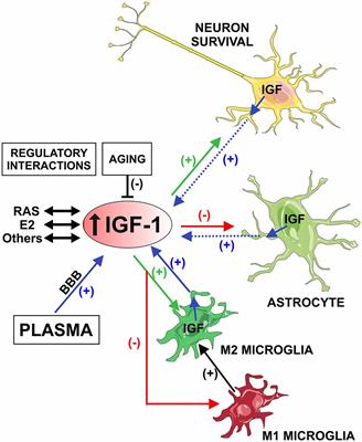 Frontiers Insulin Like Growth Factor 1 And Neuroinflammation